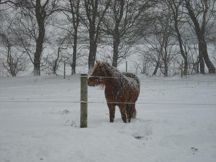 Anden særlig race Frida - En RIGTIG ismule...  billede 9