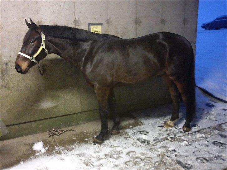 Norsk Varmblod  Staro Hit - Nu begynder vi at se den muskuleret hals og flotte overlinie :) billede 10