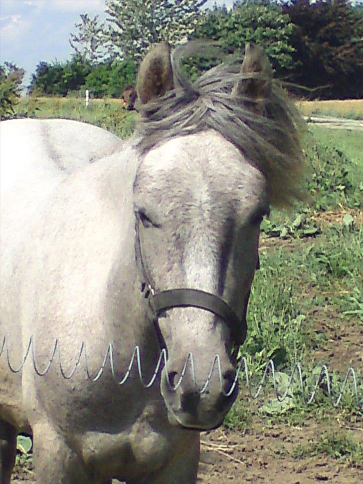 Anden særlig race Pepper billede 7