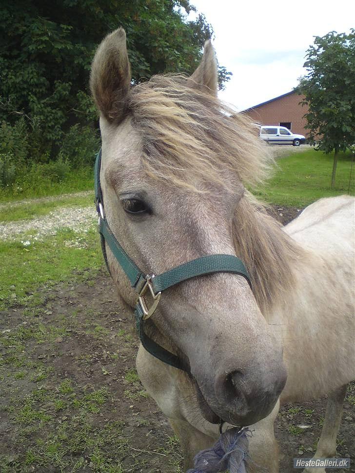 Anden særlig race Pepper billede 8