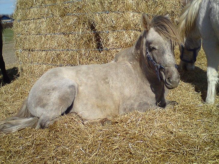 Anden særlig race Pepper billede 9