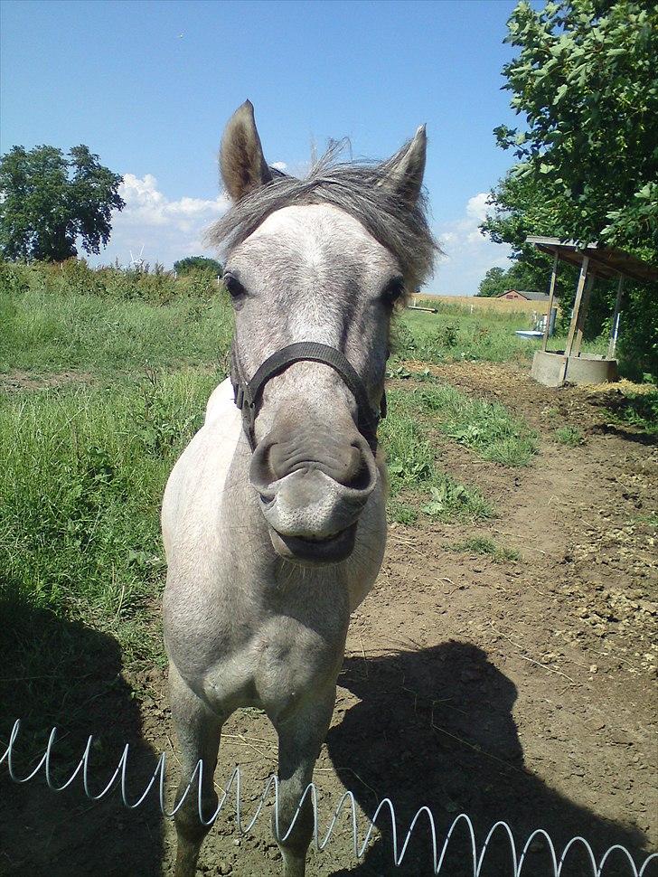 Anden særlig race Pepper billede 10
