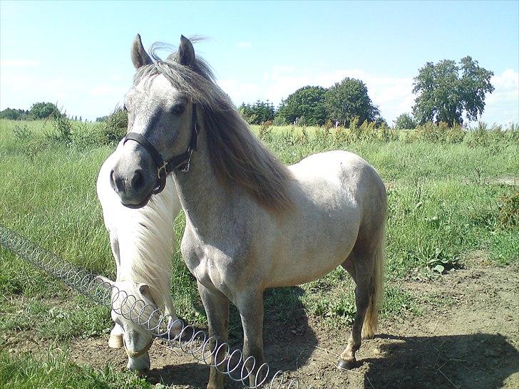 Anden særlig race Pepper billede 11
