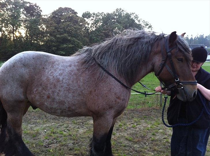 Belgier Odin(Nils Tjer-Rildmoseg) - Smuksakken min oktober 2010 billede 17