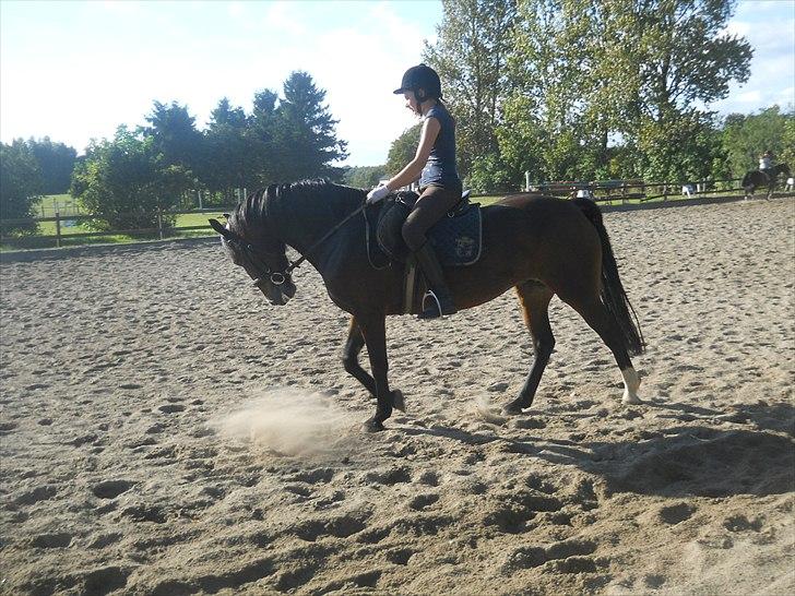 Welsh Pony af Cob-type (sec C) søegaard MissGipsy x-part - Ingen kommentare på opstillingen tak:) billede 1