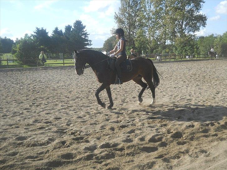 Welsh Pony af Cob-type (sec C) søegaard MissGipsy x-part - Gipsy igen:) billede 3