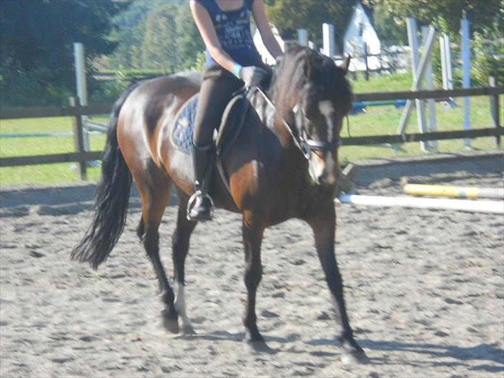 Welsh Pony af Cob-type (sec C) søegaard MissGipsy x-part - og her igen billede 4