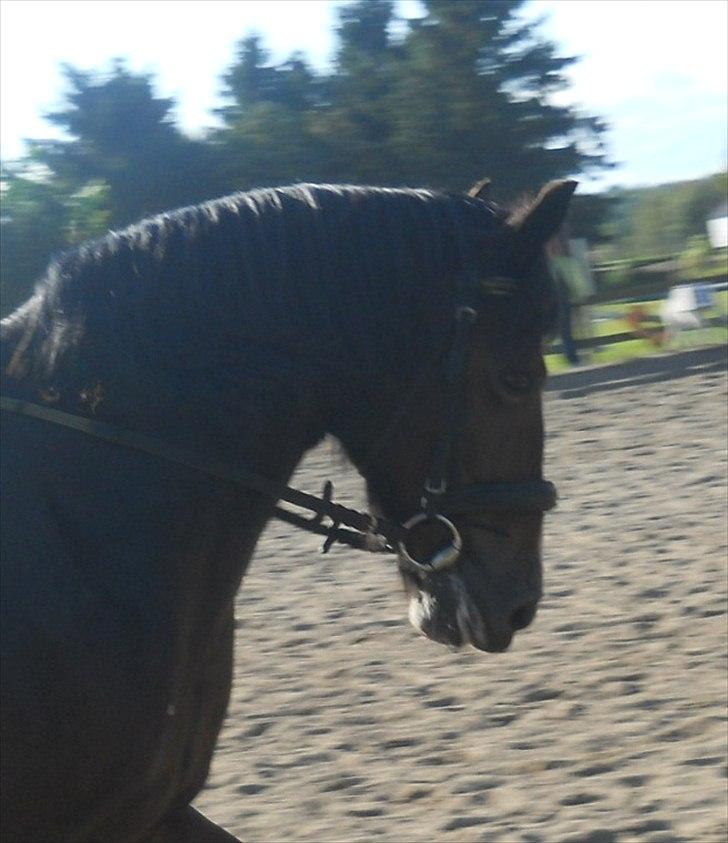 Welsh Pony af Cob-type (sec C) søegaard MissGipsy x-part - Undskyld kvalliteten på billederne billede 5