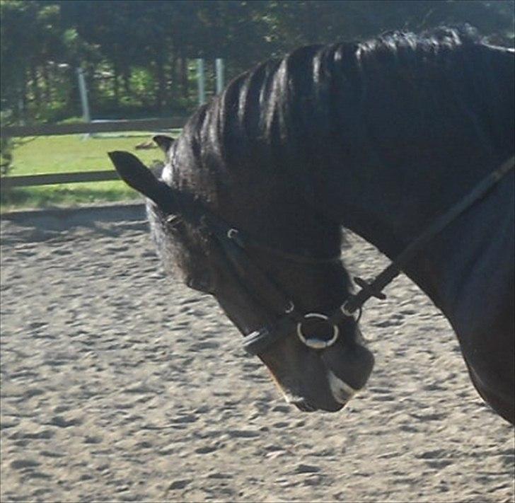 Welsh Pony af Cob-type (sec C) søegaard MissGipsy x-part - Undskyld kvalliteten på billederne:) billede 6