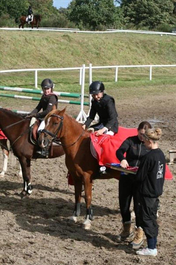 Anden særlig race Moon-Star - Omr. mester 2010 :) billede 14