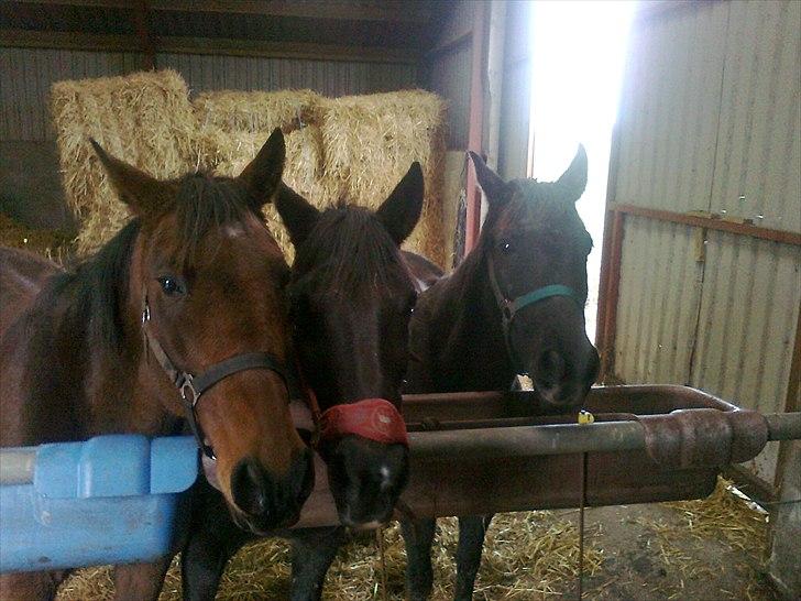 Traver Kildens Josephine Bøg - Sambo, Josephine og Bolette billede 9
