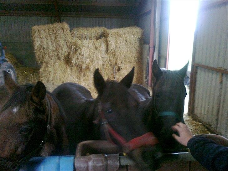 Traver Kildens Josephine Bøg - Sambo, Josephine og Bolette billede 10