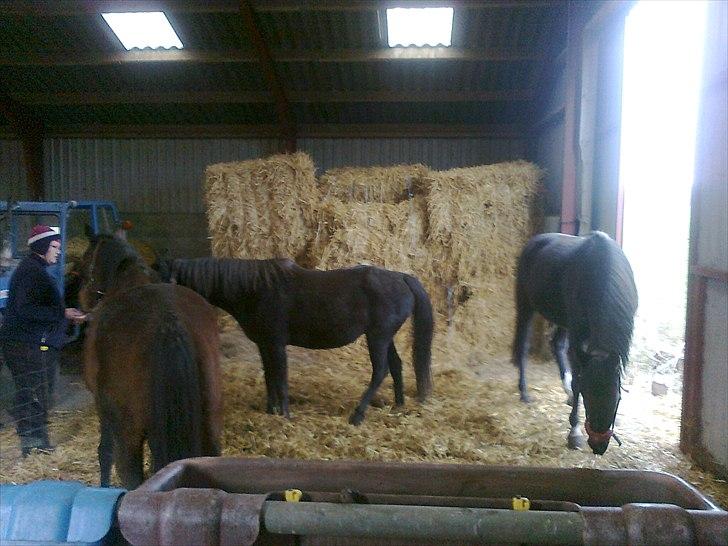 Traver Kildens Josephine Bøg - Så er man vist lige inde og få en godbid...  billede 11
