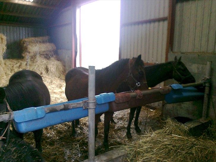 Traver Kildens Josephine Bøg - Josephine, Sambo og Bolette billede 12