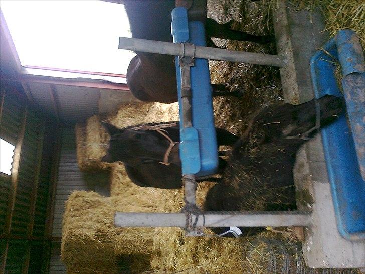 Traver Kildens Josephine Bøg - Josephine og Bella nyder lidt mad.... billede 13