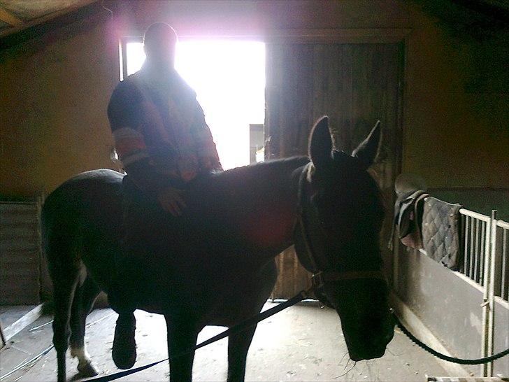 Traver Kildens Josephine Bøg - Ib´s første gang på Josephine, uden sadel.. billede 14