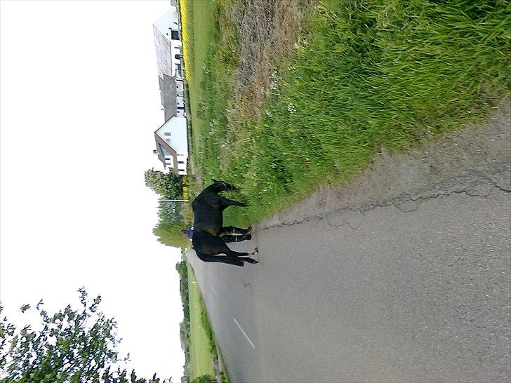 Traver Kildens Josephine Bøg - Lige ude og gå en tur...  billede 15