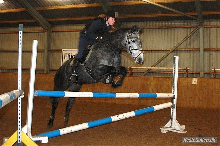 Connemara Hesselholts Wild Rose - solgt - 5 år. vinter 2010 billede 7