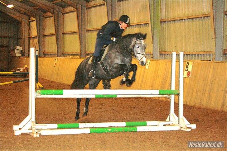 Connemara Hesselholts Wild Rose - solgt - 5 år. vinter 2010 billede 6