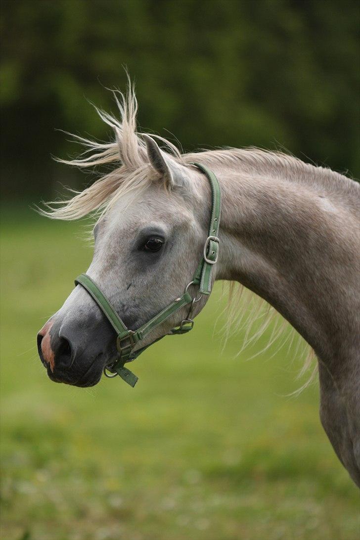 Arabisk fuldblod (OX) Ghadir Ibn Jayyid billede 2