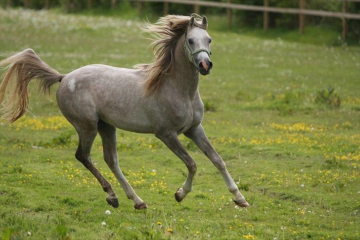 Arabisk fuldblod (OX) Ghadir Ibn Jayyid billede 3