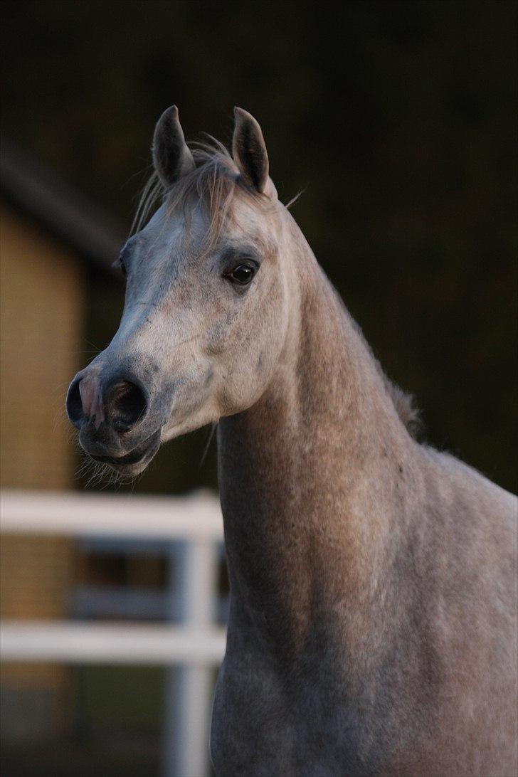 Arabisk fuldblod (OX) Ghadir Ibn Jayyid billede 4