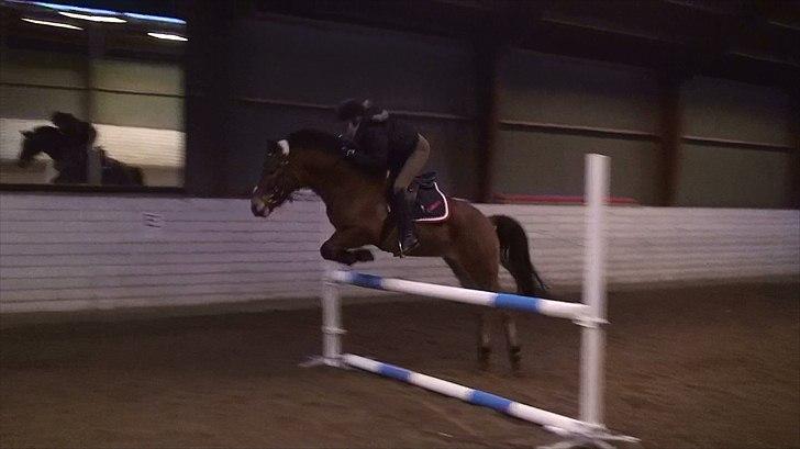 Anden særlig race Prins Kashmir • passer:-* - Kashmir flyver afsted over 90!! 8D <3 billede 15