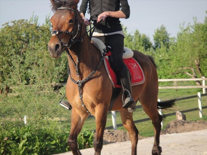 Anden særlig race Prins Kashmir • passer:-* - skat billede 17