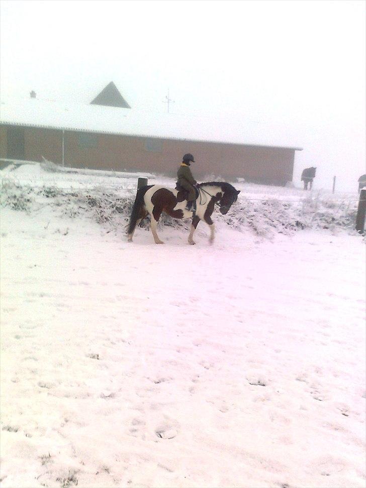 Anden særlig race  bella billede 9