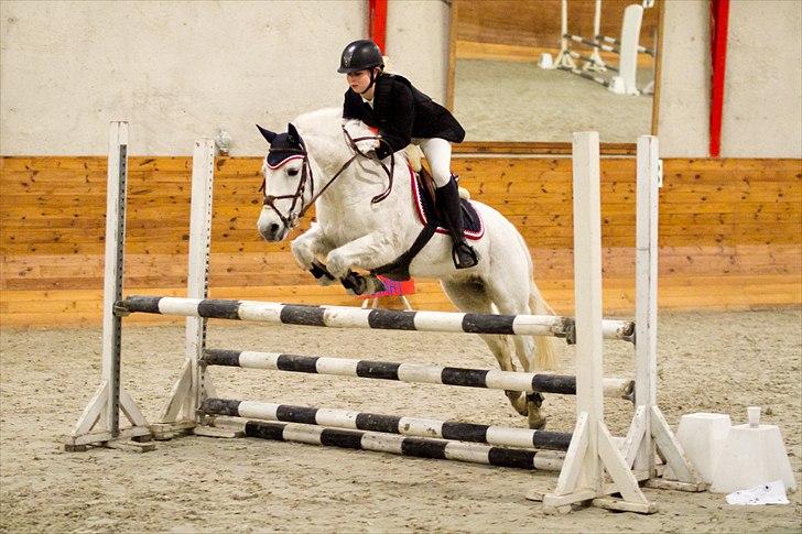 Svensk Sportspony  Any Pirouette - Velkommen til Anys profil :) Læg gerne en bedømmelse og en kommentar. // Foto: Palle Thilqvist - CTfoto billede 1