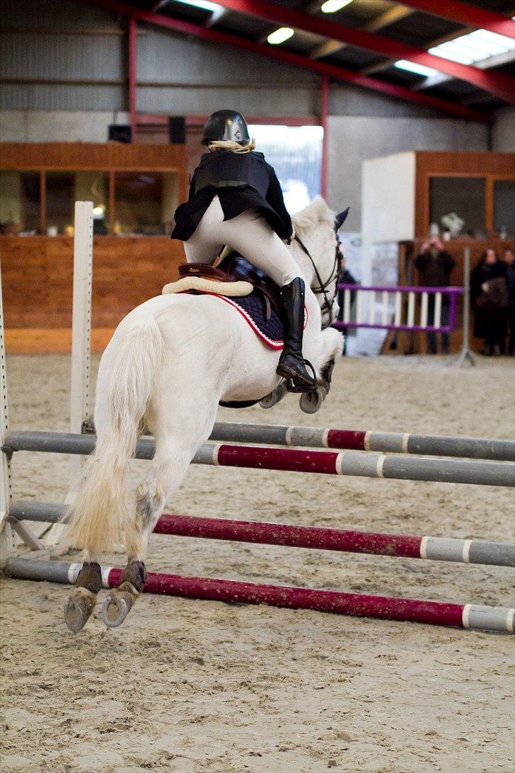 Svensk Sportspony  Any Pirouette - LA* i Faxe // Foto: Palle Thilqvist - CTfoto billede 2