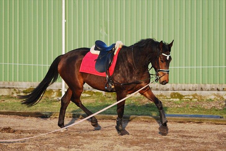 Dansk Varmblod Shelley Roest SOLGT - Sommeren 2010 billede 13