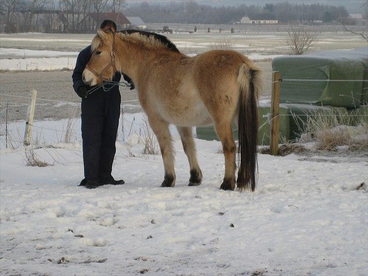 Fjordhest Larsmindes Madeleine billede 11