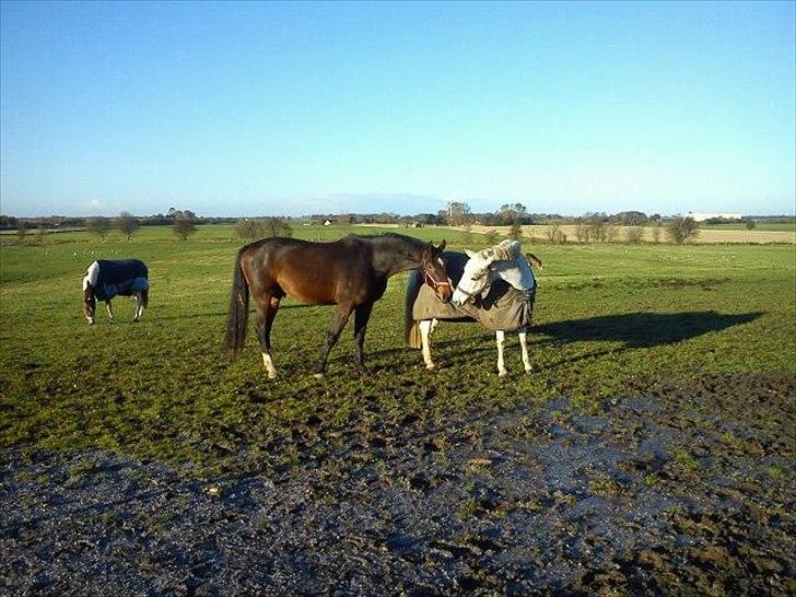 Connemara Sdr. Vestermark Carreen  billede 4