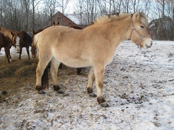 Fjordhest Larsmindes Madeleine billede 12