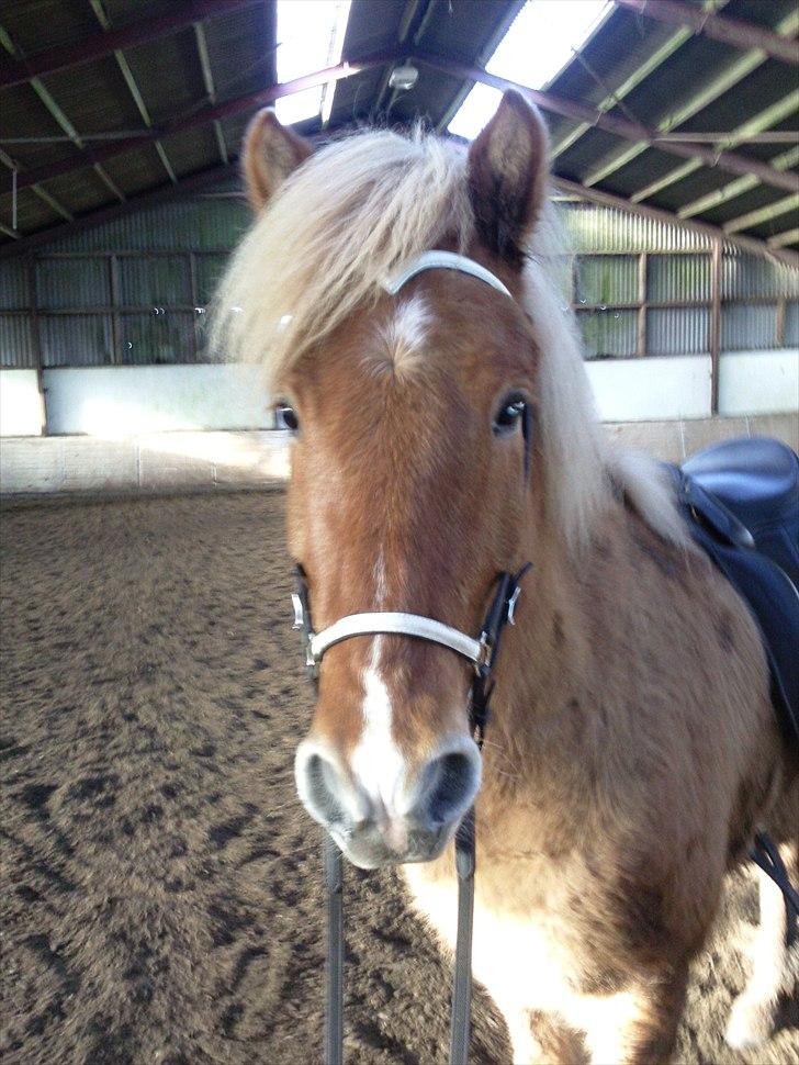 Islænder Keilir Fra Tybrind billede 1