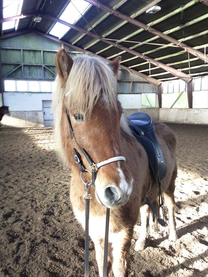 Islænder Keilir Fra Tybrind billede 2
