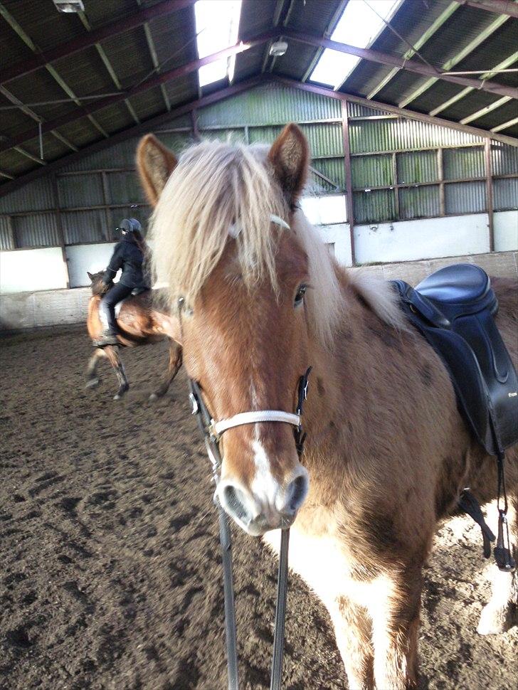 Islænder Keilir Fra Tybrind billede 3