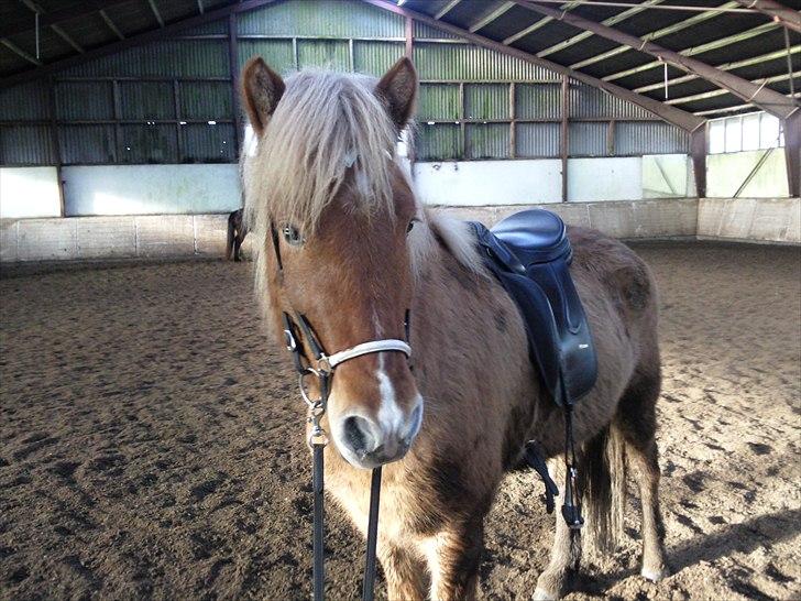 Islænder Keilir Fra Tybrind billede 4