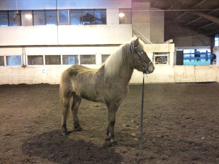 Islænder Keilir Fra Tybrind billede 5