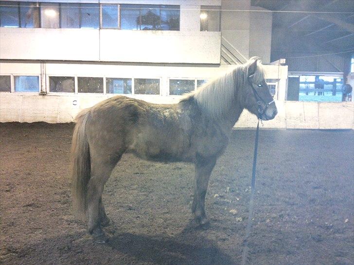 Islænder Keilir Fra Tybrind billede 6