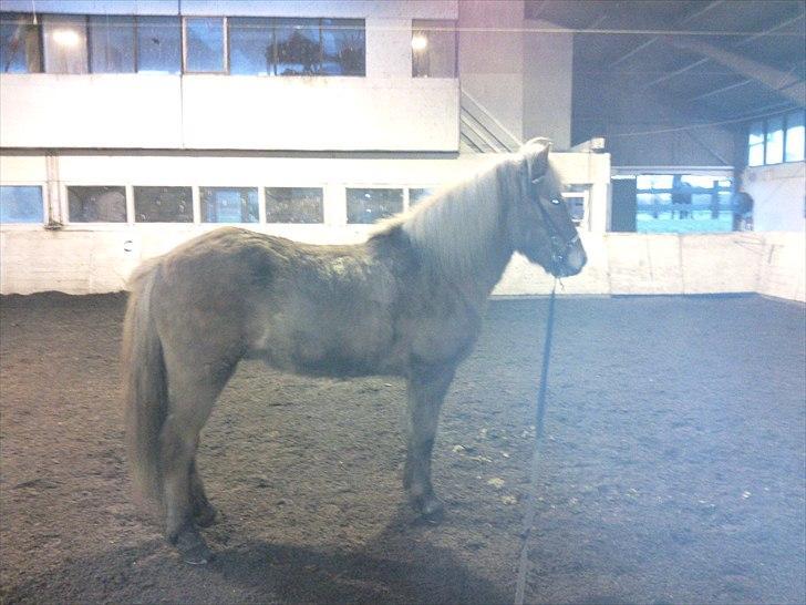 Islænder Keilir Fra Tybrind billede 7