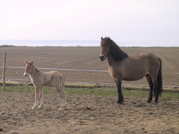 Islænder Keilir Fra Tybrind - Prinsen som føl og sin moder :) billede 8