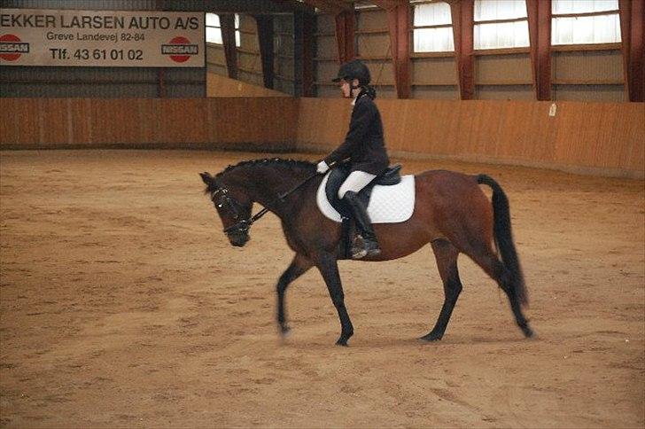 Tysk Sportspony Holsteins Jovenca<3 billede 5