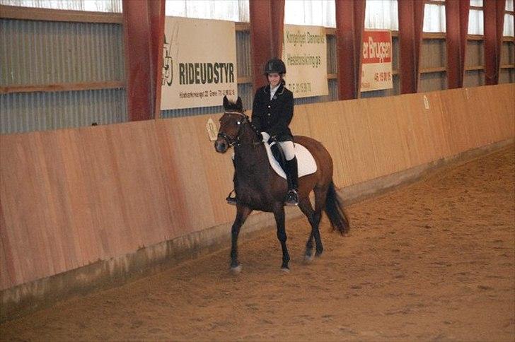 Tysk Sportspony Holsteins Jovenca<3 billede 6