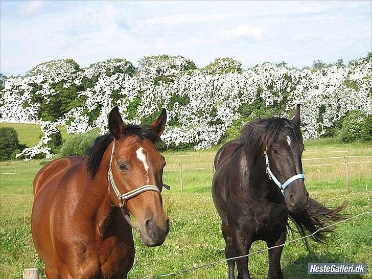 Dansk Varmblod Majbrit *Tøzen*  - majbrit og jelske

Foto. Ejer billede 2