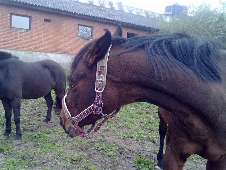 Dansk Varmblod Majbrit *Tøzen*  - så fik i osse lig set hende sur 

Foto. Mig billede 5