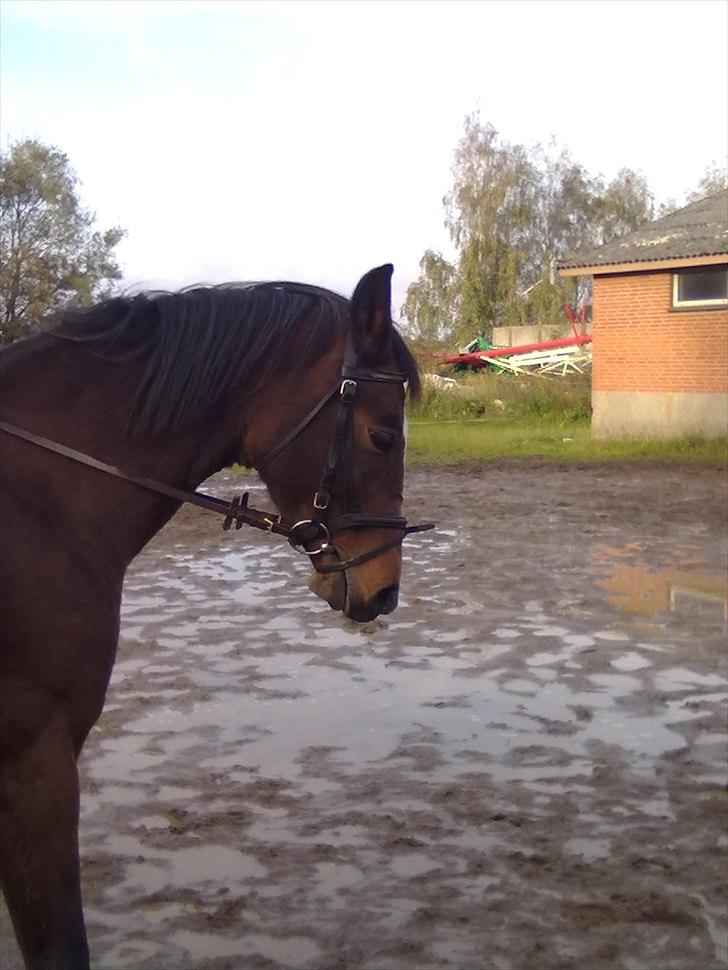 Dansk Varmblod Majbrit *Tøzen*  - hun er bare så dygtig med mig på ryggen

Foto. Mette billede 7