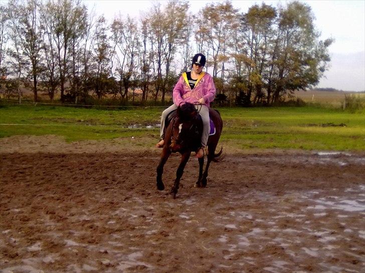 Dansk Varmblod Majbrit *Tøzen*  - så rider vi lige igen

Foto. Mette billede 8