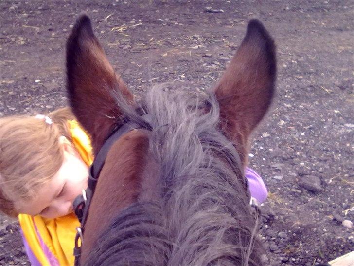 Dansk Varmblod Majbrit *Tøzen*  - så fik i lige set hendes store øre

Foto. Mig billede 9